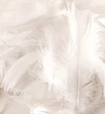 Eleganza Feathers - White