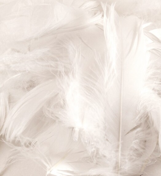 Eleganza Feathers - White