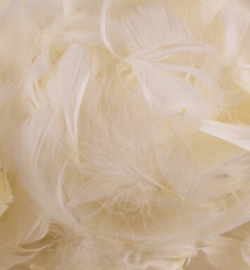 Eleganza Feathers - Ivory