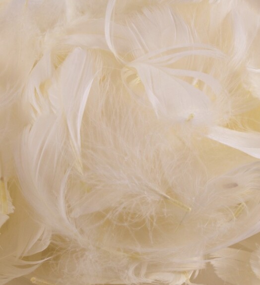 Eleganza Feathers - Ivory