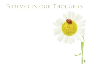 Florist Large Cards - Forever in Our Thoughts, Daisy & Ladybird
