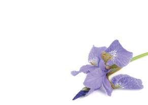 Florist Large Cards - Blank, Lilac