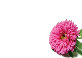 Florist Large Cards - Blank, Pink
