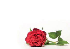 Florist Large Cards - Blank, Red Rose