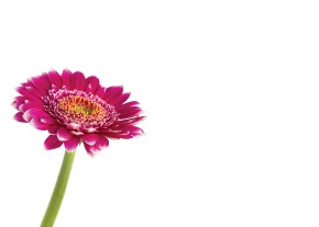 Florist Large Cards - Blank
