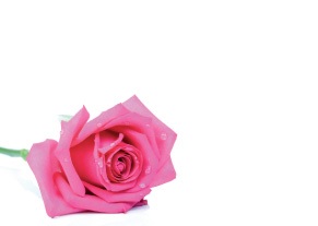 Florist Large Cards - Blank, Rose