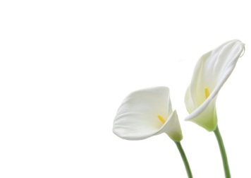 Florist Large Cards - Blank, White Cali Lillie's