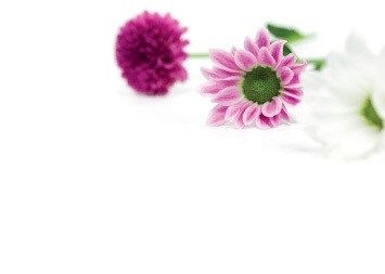 Florist Large Cards - Blank, Purple Flowers
