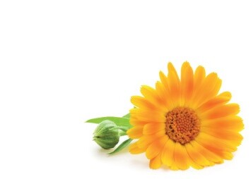 Florist Large Cards - Blank, Orange Flowers