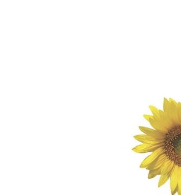 Florist Small Cards - Blank, Sunflower