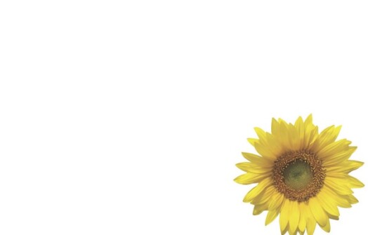 Florist Small Cards - Blank, Sunflower