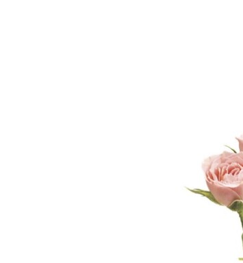 Florist Small Cards - Blank, Pink Roses