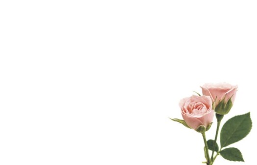 Florist Small Cards - Blank, Pink Roses
