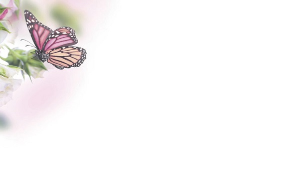 Florist Small Cards - Blank, Butterfly