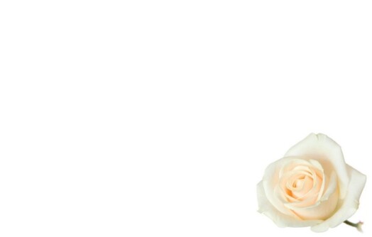 Florist Small Cards - Blank, Cream Rose
