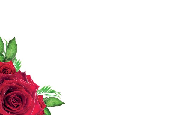 Florist Small Cards - Blank, Red Roses