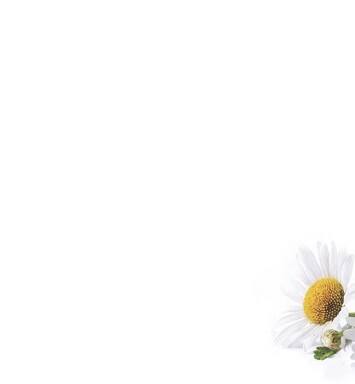 Florist Small Cards - Blank, White Daisies