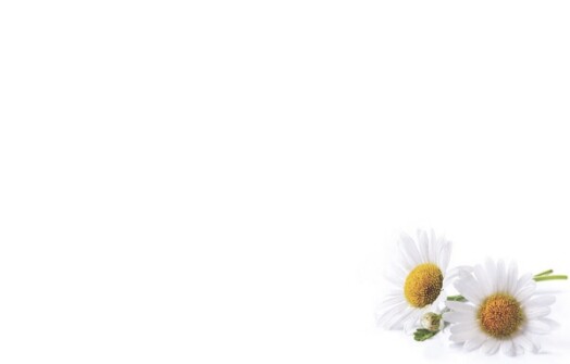 Florist Small Cards - Blank, White Daisies