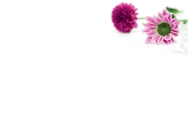 Florist Small Cards - Blank