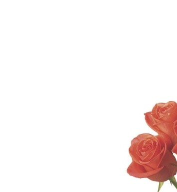 Florist Small Cards - Blank, Roses