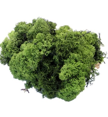 Dark Green Reindeer Moss