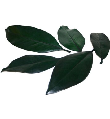 5kg Preserved Magnolia Leaves