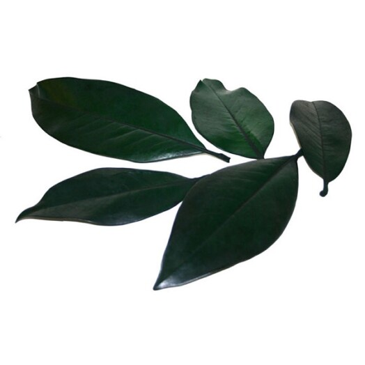 5kg Preserved Magnolia Leaves