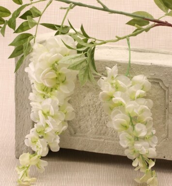 2 Head Wisteria White