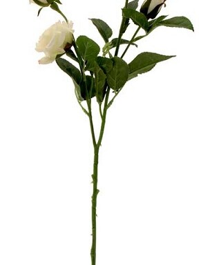 Richmond Rose 4 Heads - White