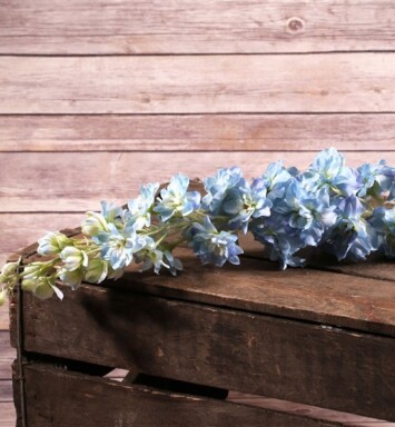 Delphinium - Blue