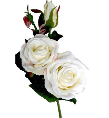 Paris Rose White