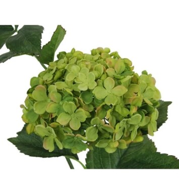 Large Hydrangea Green