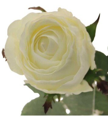 Windsor Rose Bud - Cream