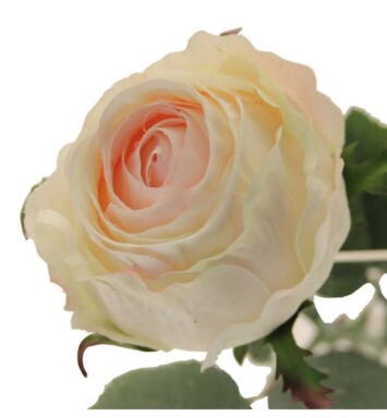 Windsor Rose Bud - Cream/Pink