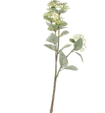 Viburnum Tinus Spray - Green/White