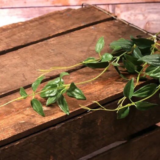 Oriental Ruscus Green
