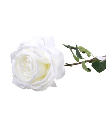 Medium Open Camelot Rose Bridal Ivory