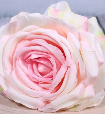 Medium Open Camelot Rose Cream Pink