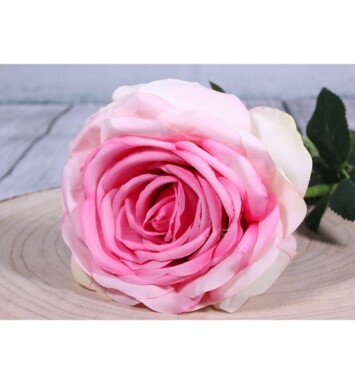 Medium Open Camelot Rose Pink