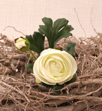 Ranunculus Cream