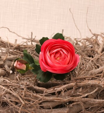 Ranunculus Raspberry