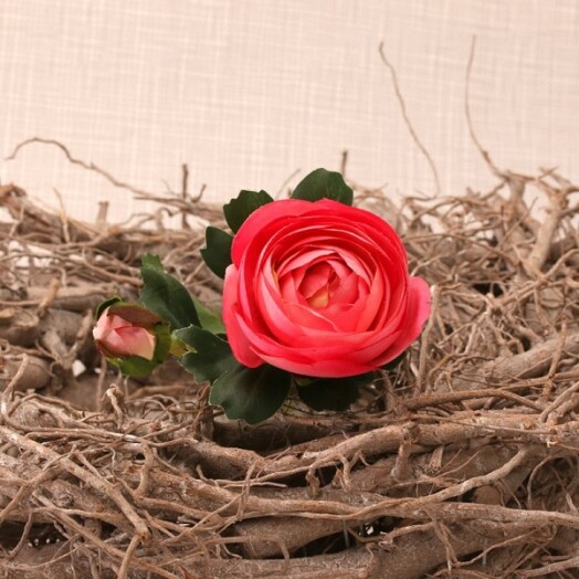 Ranunculus Raspberry
