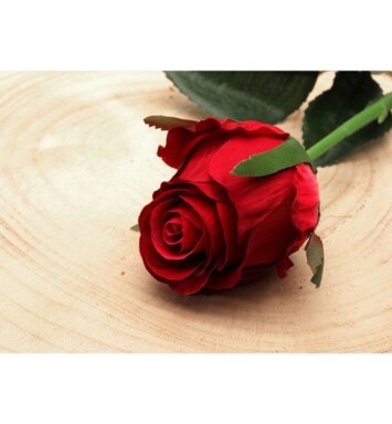 Oxford Rose Bud Red