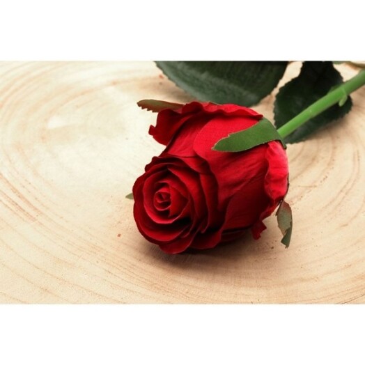 Oxford Rose Bud Red