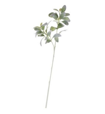 Lambs Ear Green