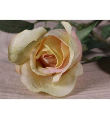 71cm Single Celia Rose Cream Blush