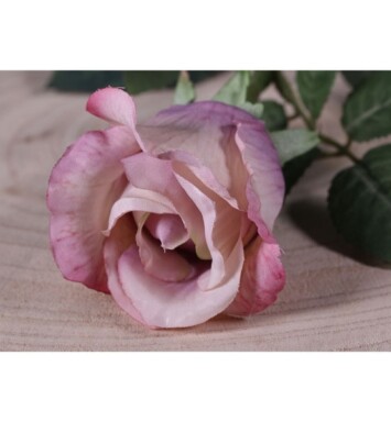 71cm Single Celia Rose Antique Pink