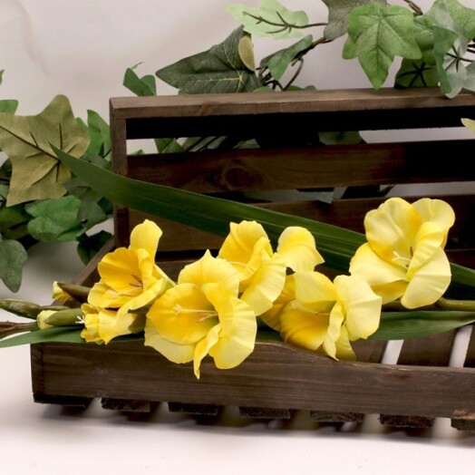 Gladiolus Spray - Yellow