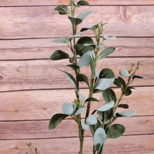 Eucalyptus Spray
