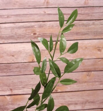 74cm Ruscus Spray